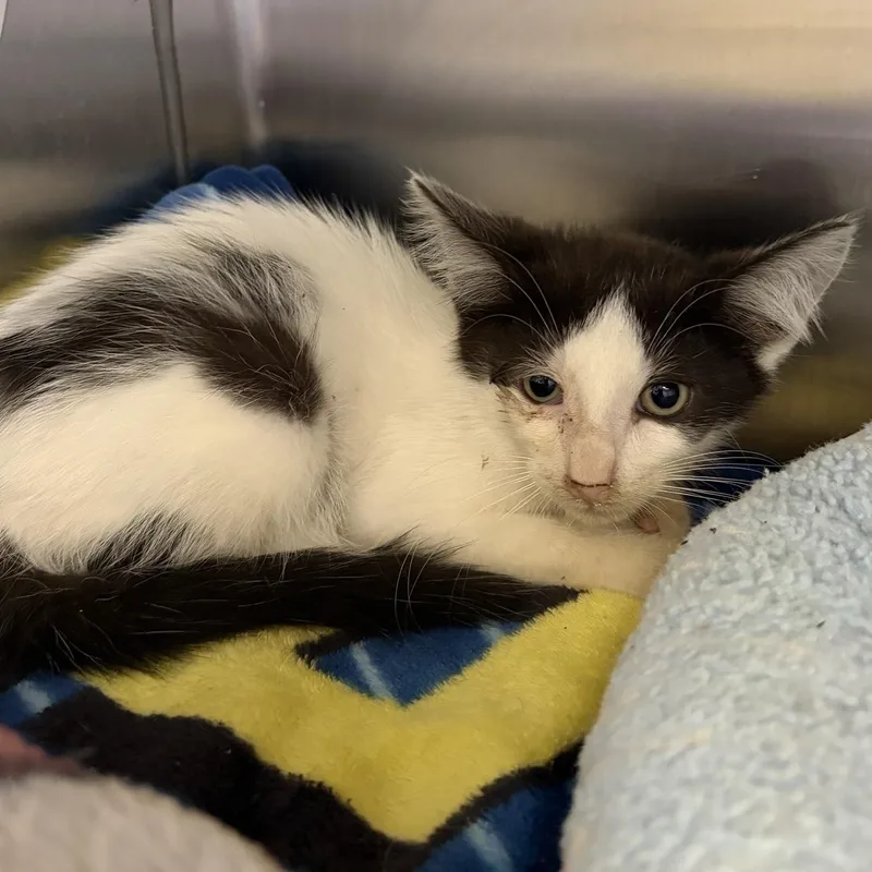 A young medium-sized male Black Domestic Short Hair cat named Harry for adoption in Allegan, MI