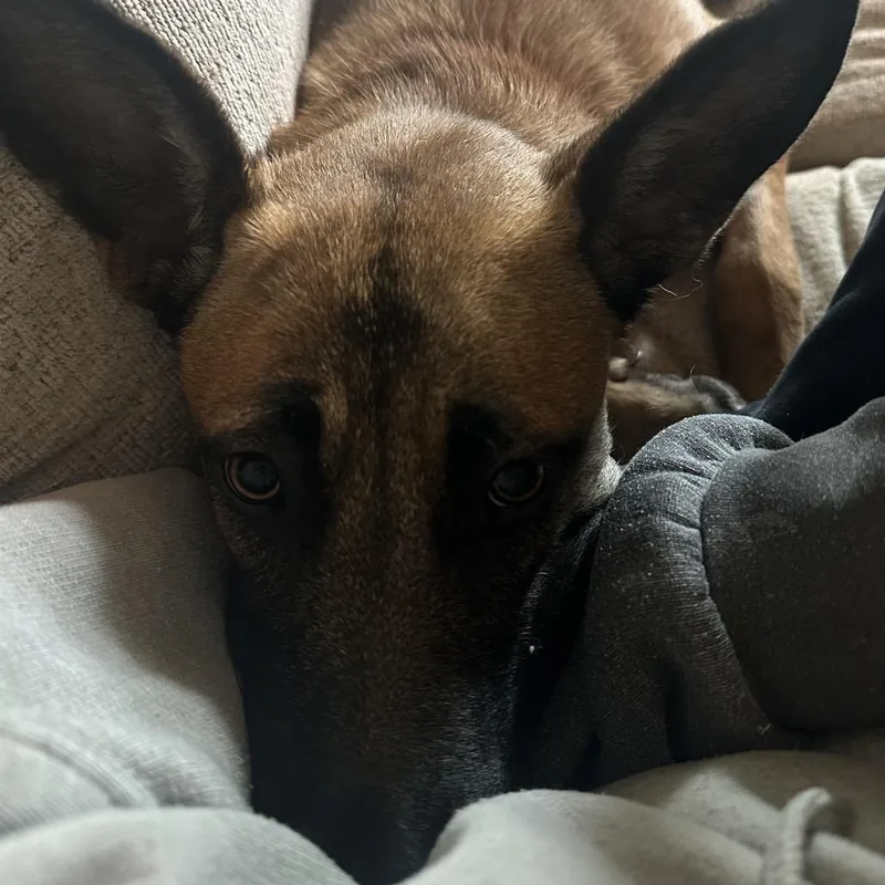 An adult medium-sized female Belgian Shepherd / Malinois dog named Lilly for adoption in New Fairfield, CT