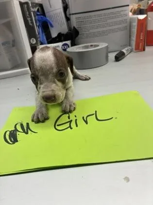 A baby small-sized female Pit Bull Terrier dog named Carrie for adoption in Gainesville, FL