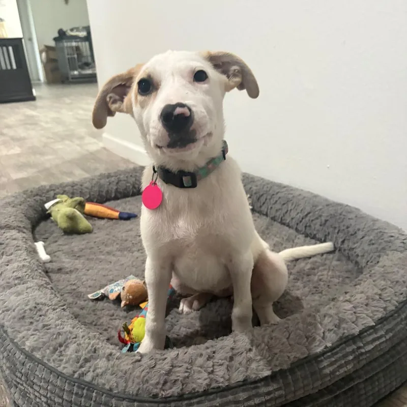 Hazel