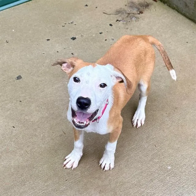 A baby small-sized female Labrador Retriever dog named Kay for adoption in Leesburg, VA