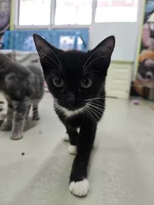A baby medium-sized female Domestic Short Hair cat named Olivia for adoption in Savannah, GA