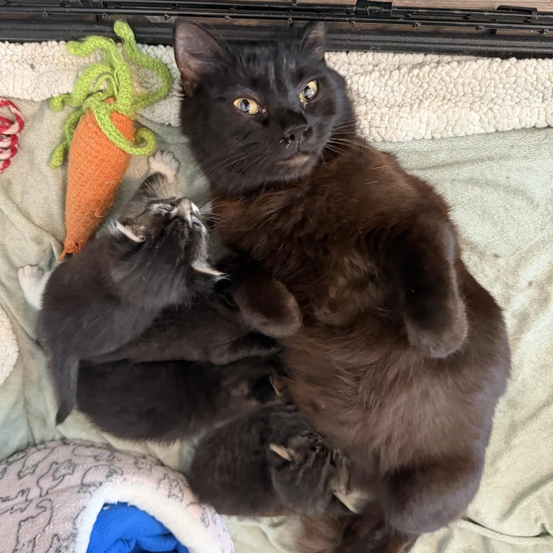 An adult medium-sized female Black Domestic Short Hair cat named Scooby for adoption in Beaufort, SC