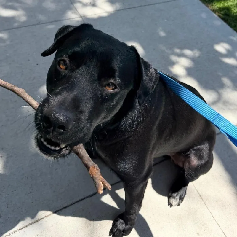 A young medium-sized male Black Labrador Retriever dog named Nelson The Mannerly for adoption in Carolina, PR