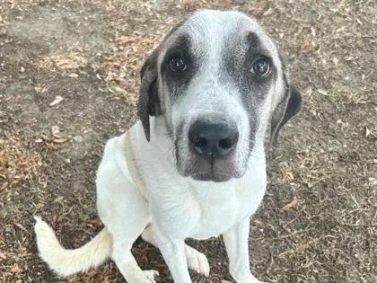 A senior large-sized female White / Cream Mixed Breed dog named Mrs. Lady for adoption in Georgetown, TX