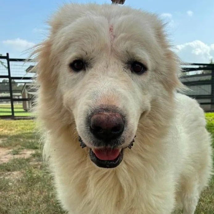An adult large-sized male Great Pyrenees dog named Tug JuM for adoption in Austin, TX