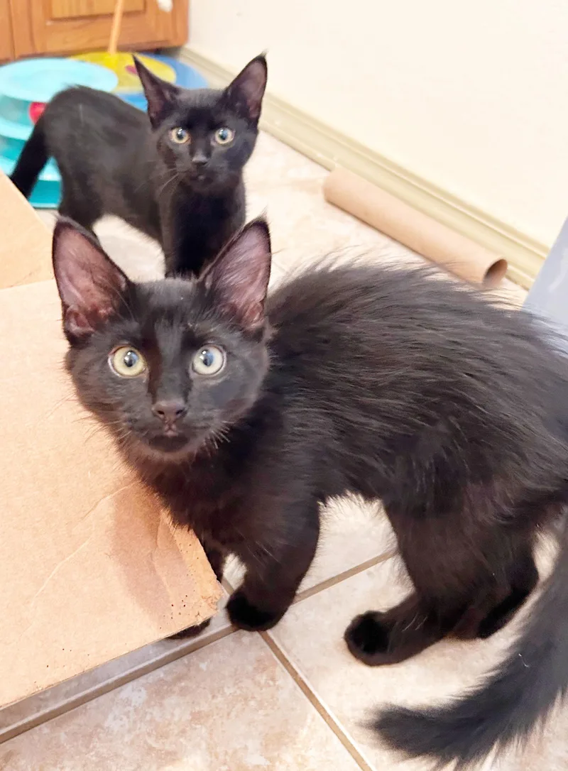 A baby medium-sized male Black Domestic Medium Hair cat named Jeph for adoption in Durango, CO
