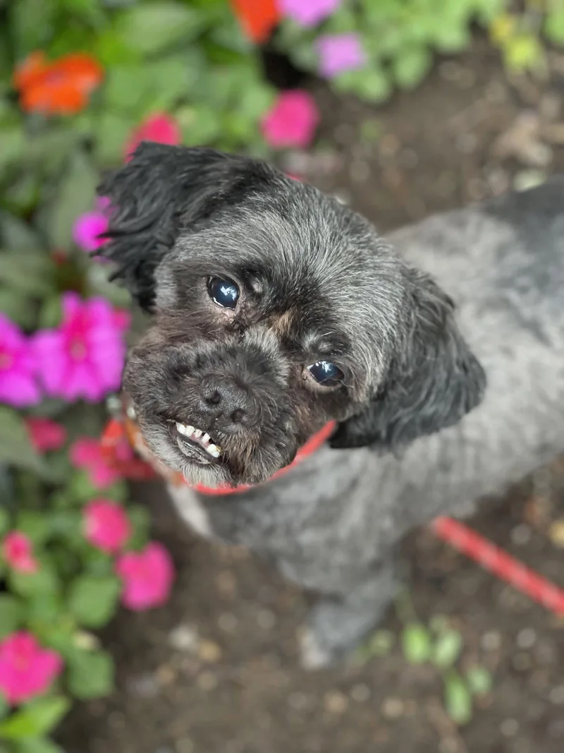 An adult small-sized male Shih Tzu dog named Theo for adoption in Blackwood, NJ