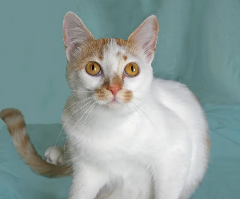 A baby medium-sized female Tabby cat named Umolli for adoption in Victoria, MN