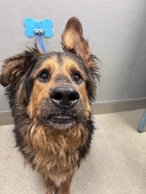 An adult extra large-sized male German Shepherd Dog dog named Oso for adoption in Las Vegas, NV
