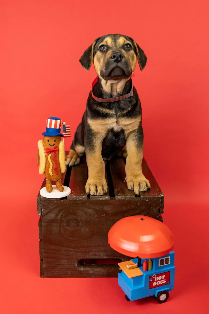 A baby medium-sized male Labrador Retriever dog named 435-26 for adoption in Brighton, CO