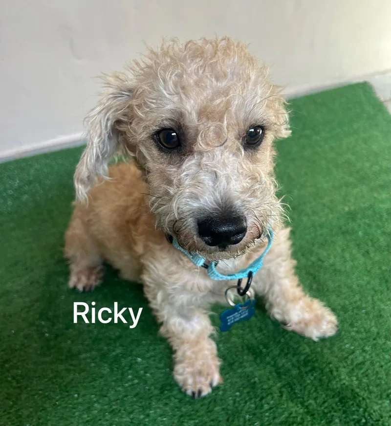 A young small-sized male White / Cream Terrier dog named Ricky for adoption in San Ysidro, CA