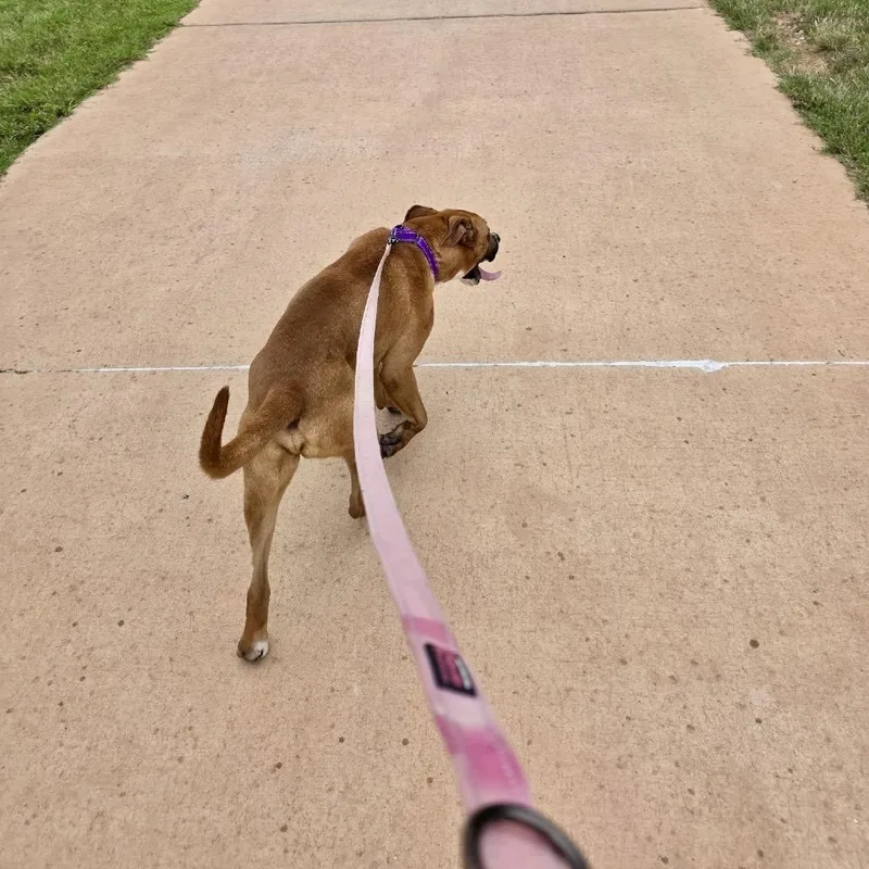 An adult medium-sized male Brown / Chocolate Boxer dog named O'neal for adoption in Abilene, TX