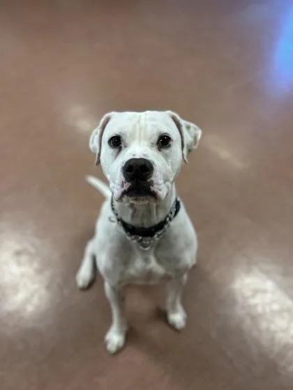 An adult medium-sized male White / Cream Boxer dog named Leo for adoption in Rapid City, SD