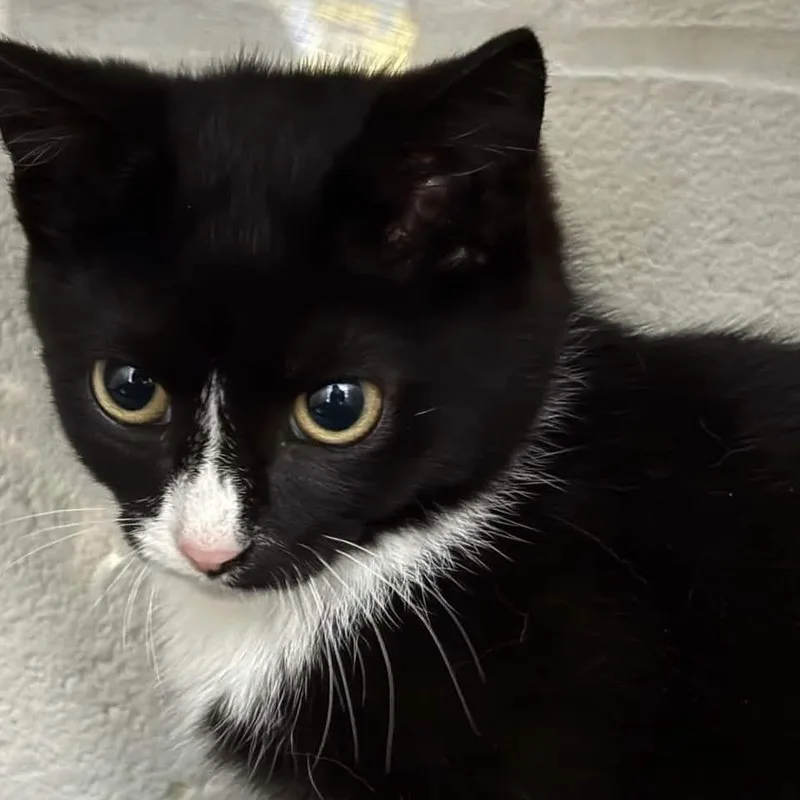 A baby small-sized female Black Domestic Short Hair cat named Quinn for adoption in Gloucester, VA