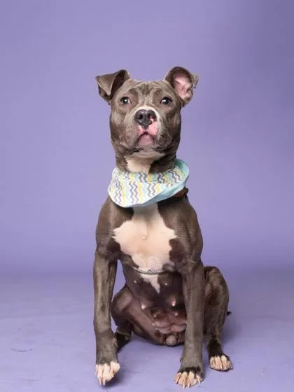 An adult medium-sized female Mixed Breed dog named Venue for adoption in Atlanta, GA