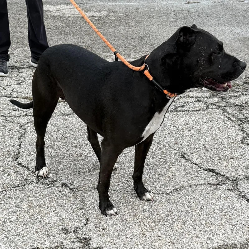 An adult medium-sized male Black Pit Bull Terrier dog named Zeus for adoption in Trenton, MO