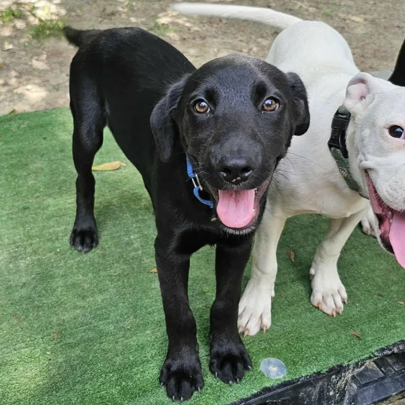 A baby medium-sized male Black Mixed Breed dog named Mango for adoption in BONIFAY, FL