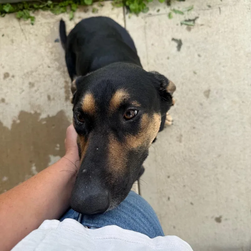 A young large-sized male Black German Shepherd Dog dog named Knotch for adoption in Delaware, OH