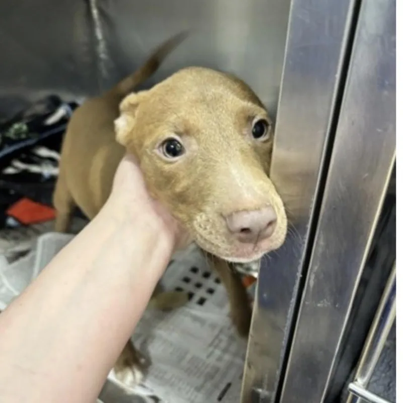 A baby small-sized female Brown / Chocolate Mixed Breed dog named Jasmine for adoption in Springboro, OH