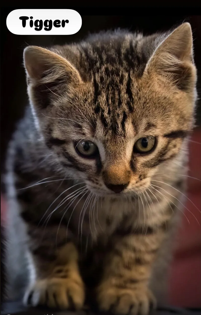 A baby small-sized male Black Domestic Short Hair cat named Tigger And Baby for adoption in Staten Island, NY