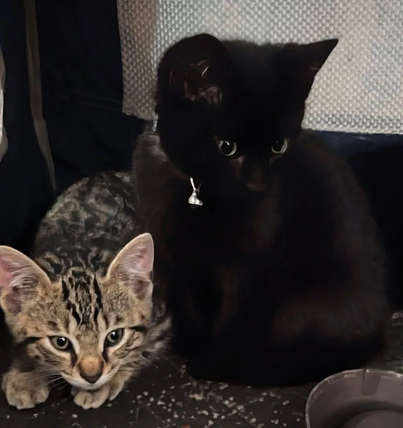 Tigger And Baby thumbnail 3