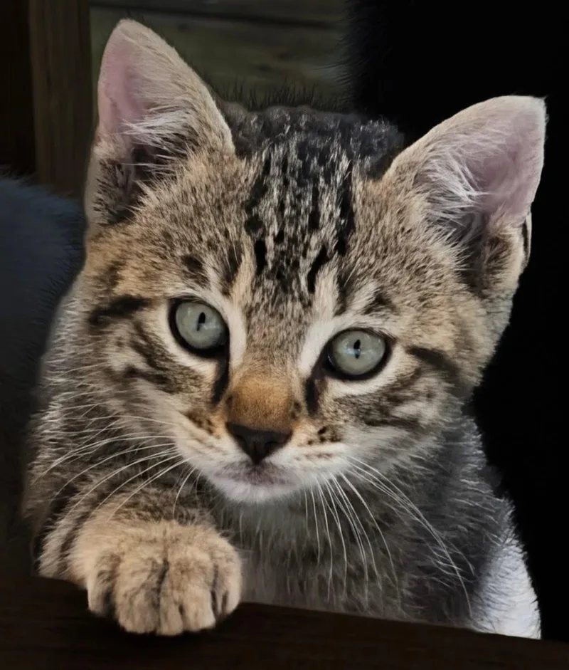 Tigger And Baby thumbnail 4