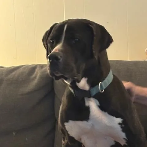 An adult large-sized female American Staffordshire Terrier dog named Grace Kelly for adoption in Corsicana, TX