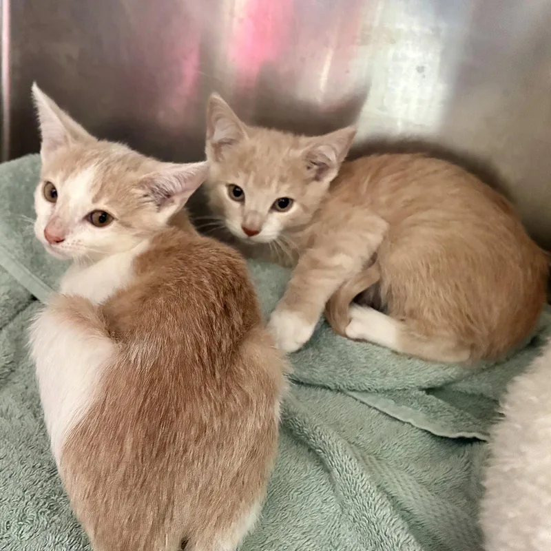 A baby small-sized female Orange / Red Domestic Short Hair cat named Marigold for adoption in Oakland, CA