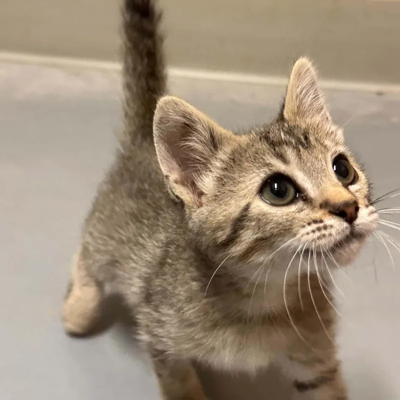 A baby medium-sized male Domestic Short Hair cat named Irwin for adoption in Truth or Consequences , NM