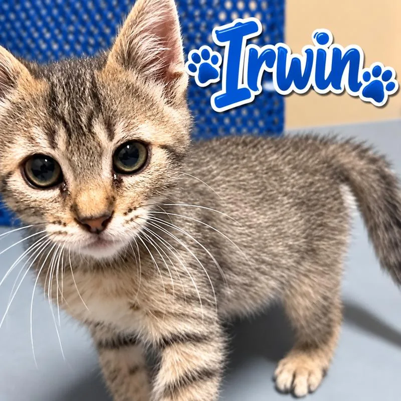 Irwin thumbnail 5