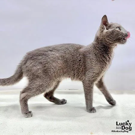 A young medium-sized female Gray / Blue / Silver Domestic Short Hair cat named Jessica for adoption in Washington, DC