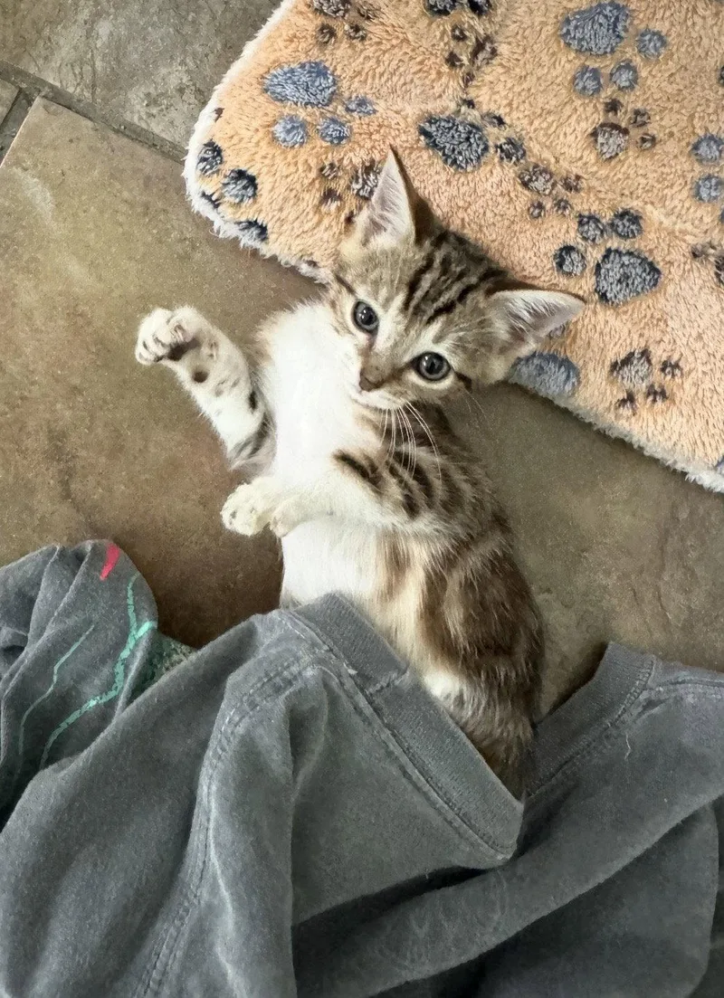 A baby medium-sized male Domestic Short Hair cat named Rudy for adoption in Oviedo, FL