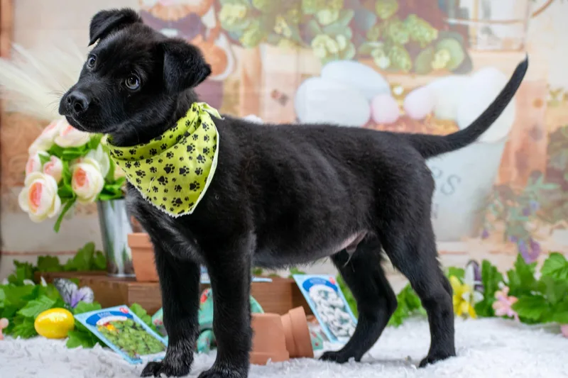 Roly Poly thumbnail 2