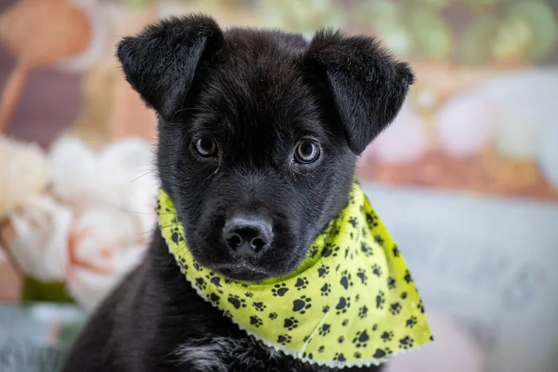 Roly Poly thumbnail 3