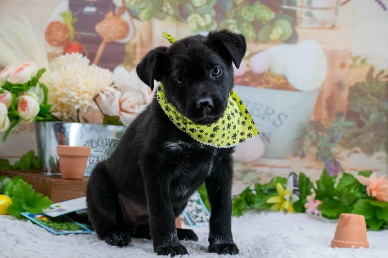 Roly Poly thumbnail 4