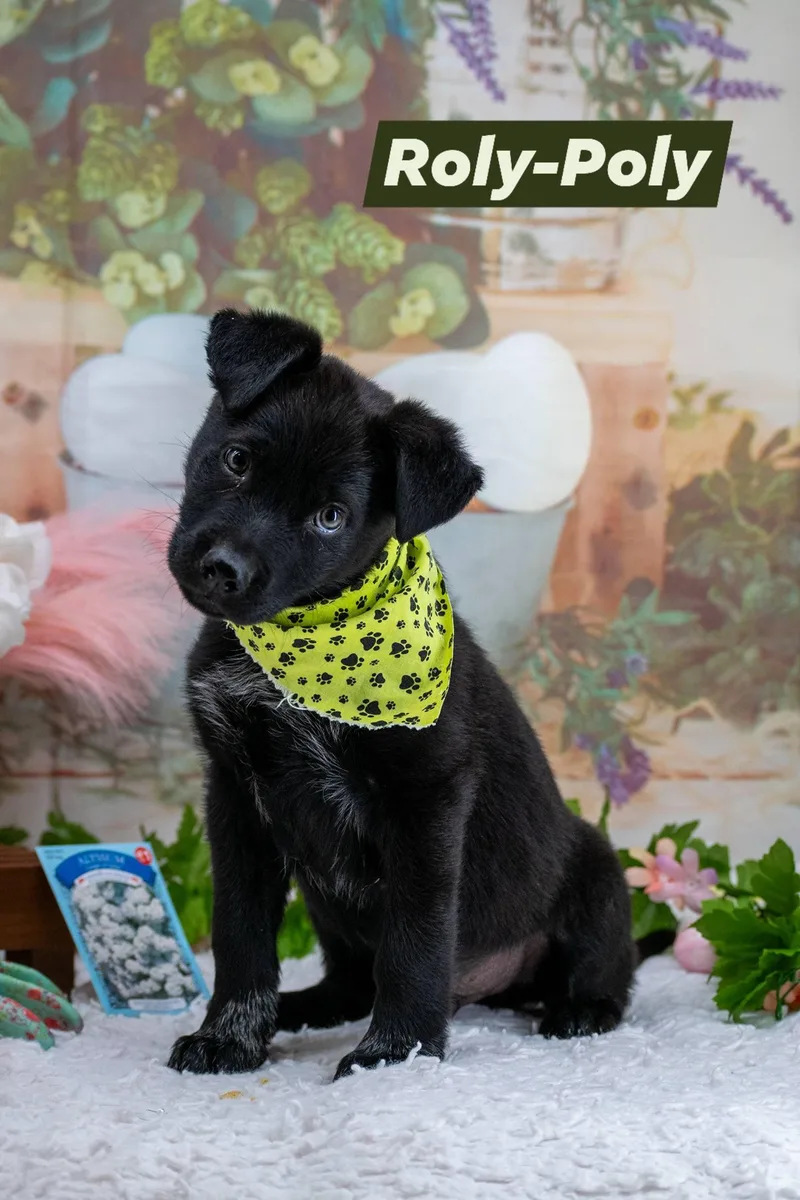 Roly Poly