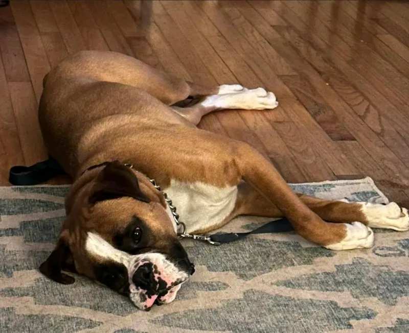 A young large-sized male Boxer dog named Yogiboxer for adoption in Torrington, CT