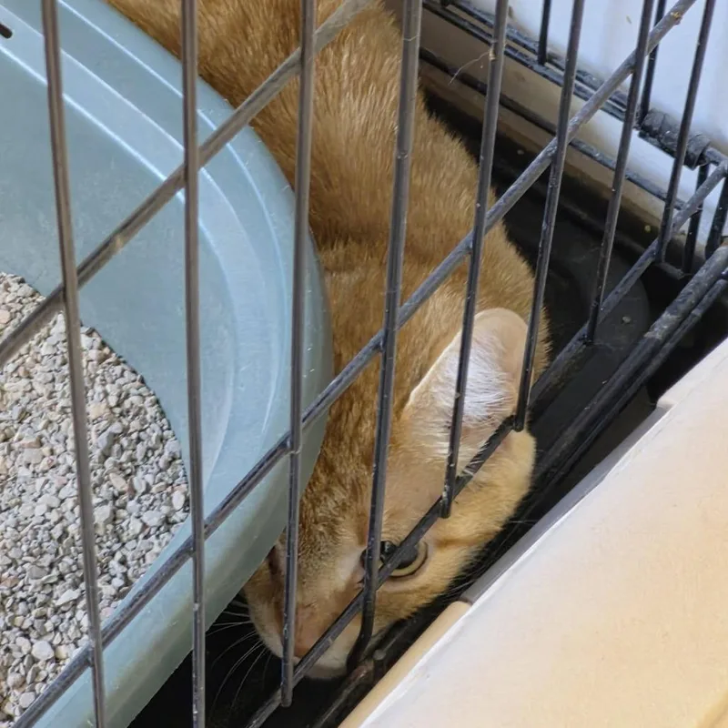 An adult medium-sized female Domestic Short Hair cat named Detroit for adoption in Cleveland, MS