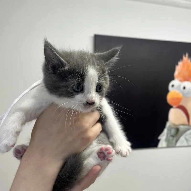 A baby small-sized female Gray / Blue / Silver Domestic Short Hair cat named Dee for adoption in Mentor, OH