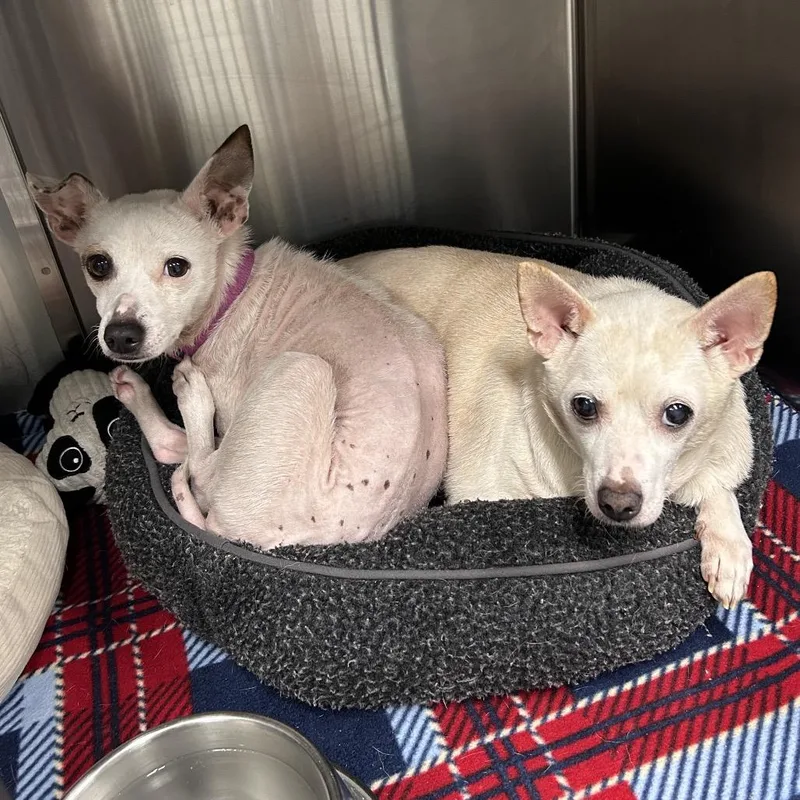An adult small-sized male White / Cream Chihuahua dog named Chico for adoption in Lakeland, FL