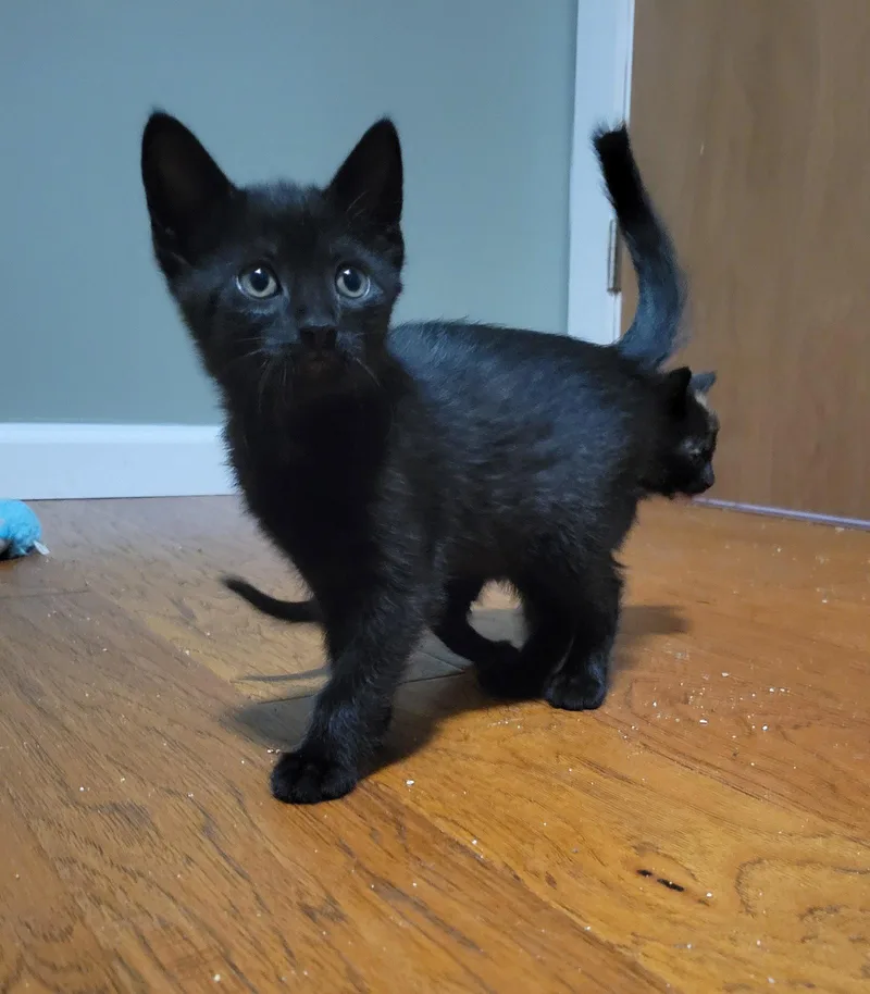 A baby medium-sized female Black Domestic Short Hair cat named Rohe for adoption in Walled Lake, MI