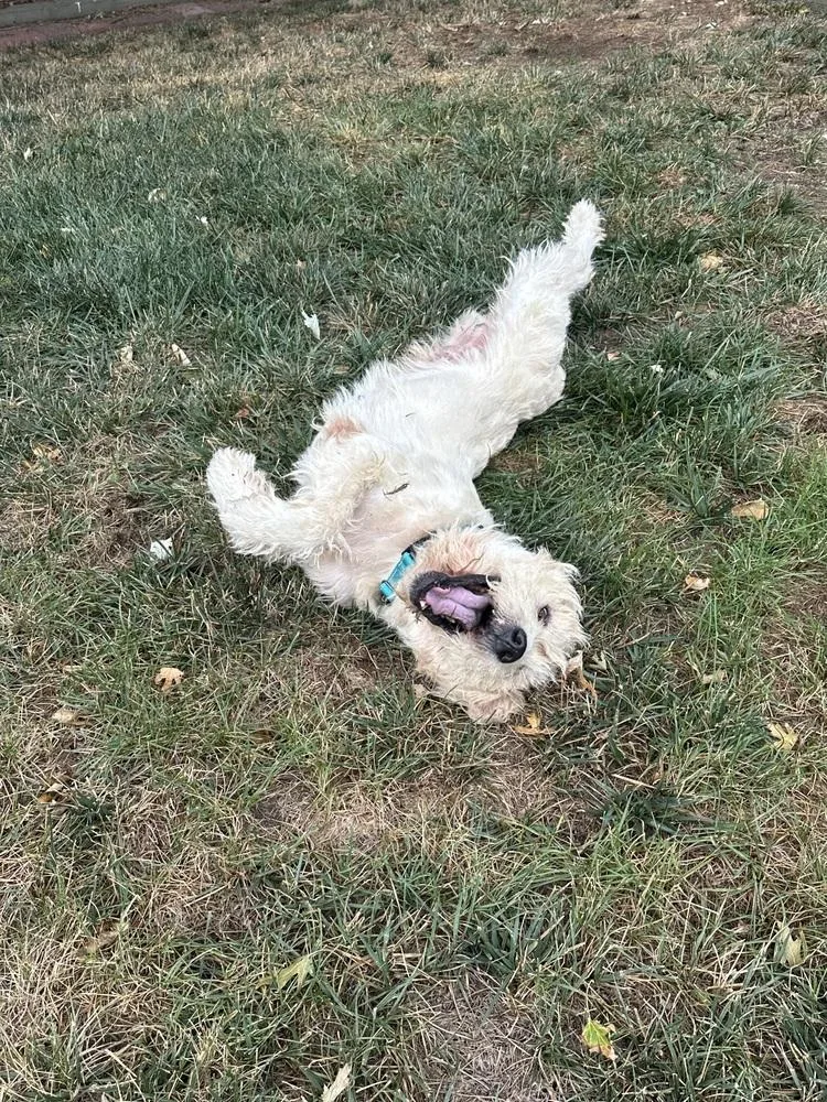 An adult large-sized male White / Cream Wheaten Terrier dog named Cornelius for adoption in Aurora, CO