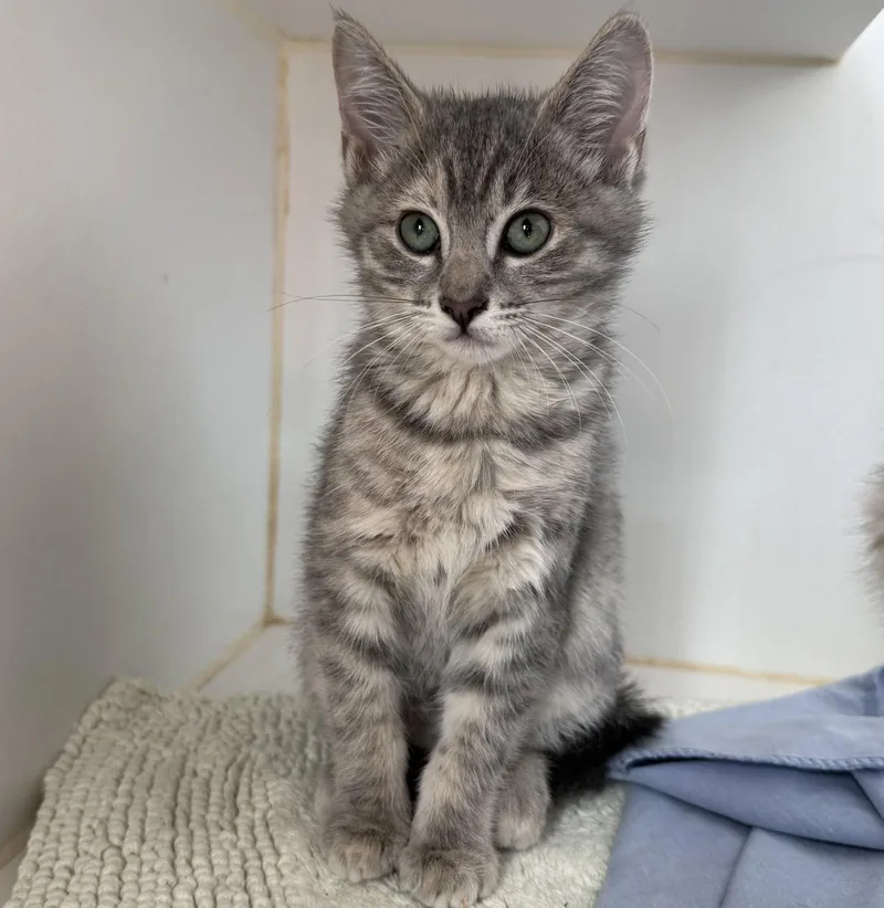A baby small-sized female Domestic Short Hair cat named Roux for adoption in Oakland, CA