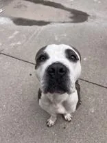 An adult medium-sized male Gray / Blue / Silver Pit Bull Terrier dog named Asher for adoption in Moline, IL
