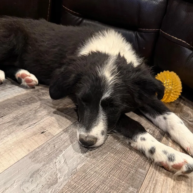 A baby medium-sized female Black Border Collie dog named Angela for adoption in Idaho Falls, ID
