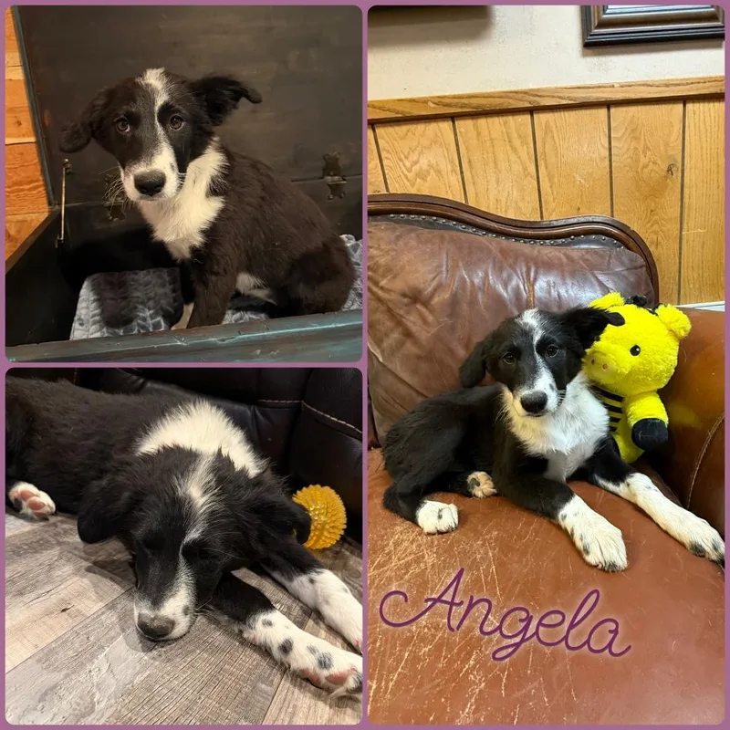 Angela thumbnail 2