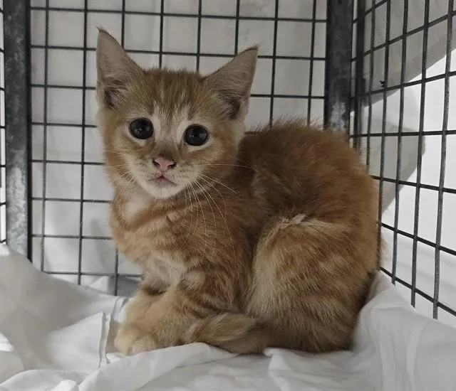 A baby small-sized female Domestic Short Hair cat named Daisy for adoption in Fort Lauderdale, FL