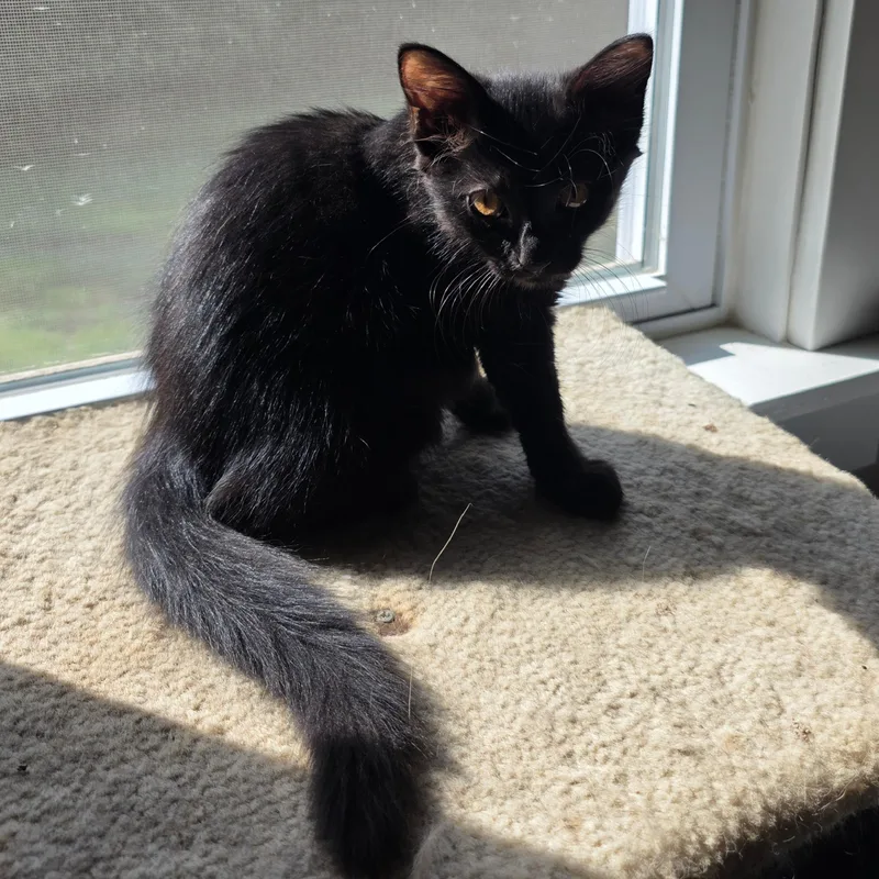 A baby small-sized female Black Domestic Medium Hair cat named Thunder Storm for adoption in Richmond, VA