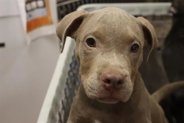 A baby small-sized male Mixed Breed dog named Levi for adoption in Columbia, SC